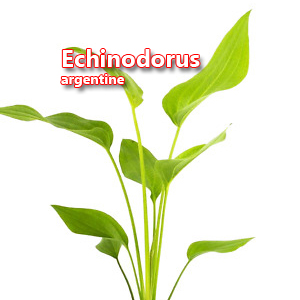 Echinodorus argentine